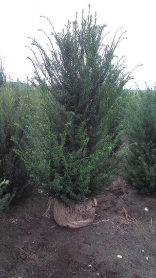 Ca. 30x Taxus baccata 120 tot 140 centimeter (exclusief kluit gemeten)